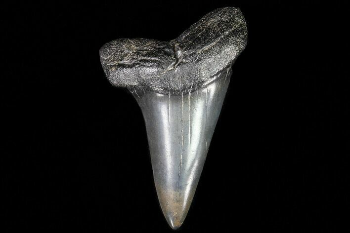 Fossil Mako Shark Tooth - Georgia #75038